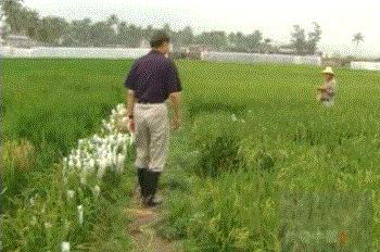 英语十级，排球王子，不爱出名有“偶像包袱”……他还是“杂交水稻之父”！-小辉娱乐网