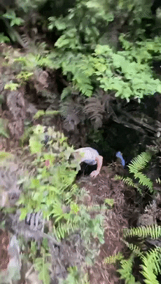 萌趣又正义！泸州警方救下麂鹿、猫头鹰、黑熊等多种野生动物