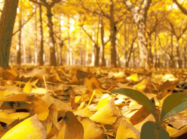 费县有一种美，叫满城尽带黄金甲-小辉娱乐网