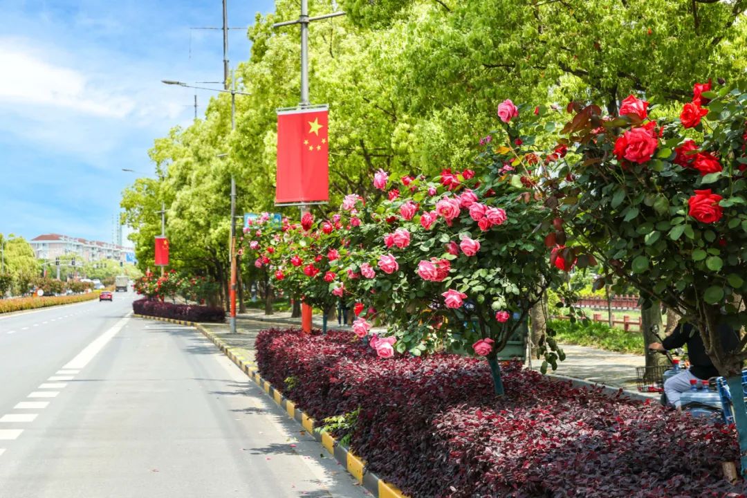 推窗见绿、开门见园,在“上海市园林街镇”生活是什么感受?-小辉娱乐网