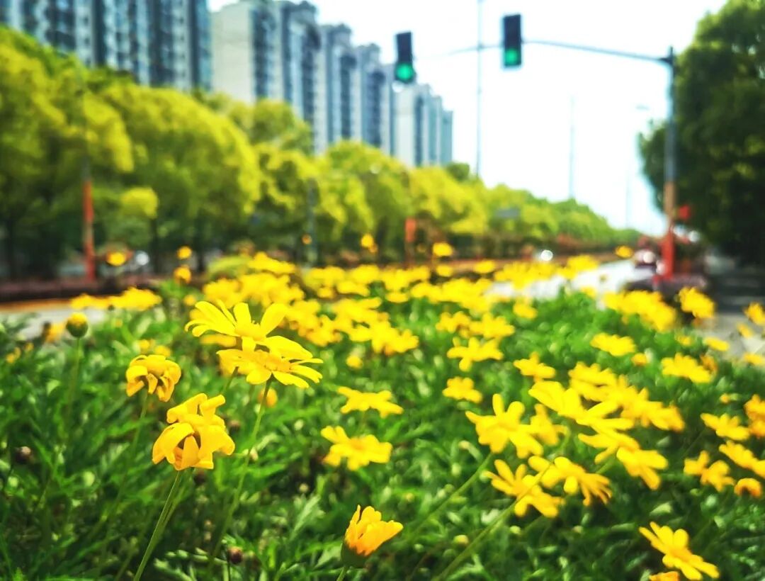 推窗见绿、开门见园,在“上海市园林街镇”生活是什么感受?-小辉娱乐网