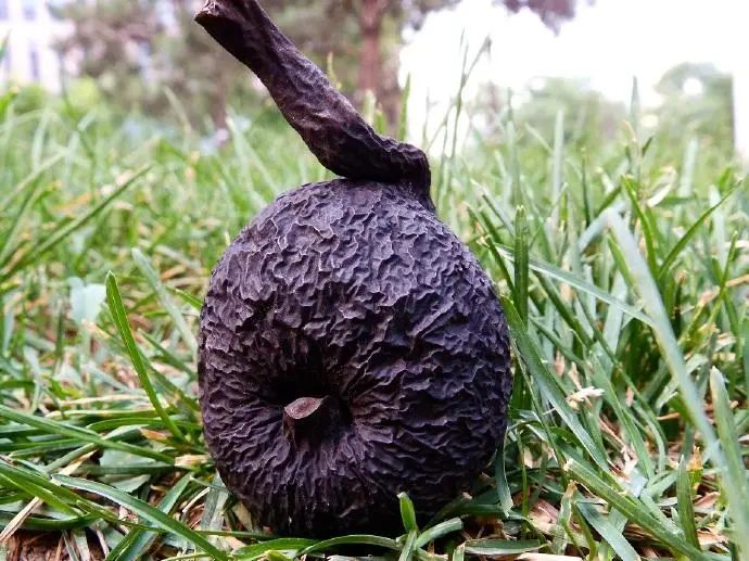 一味仙草，治失眠，补心肾，良效-小辉娱乐网