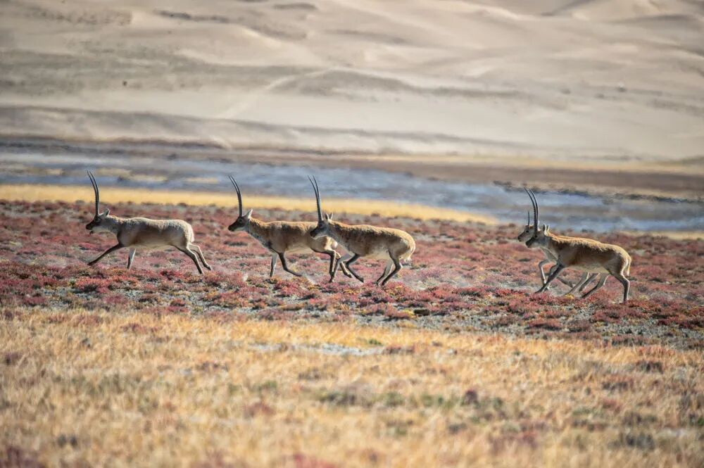 原始、纯净、壮美！阿尔金山的秋日“屏保” | 每日影像-小辉娱乐网