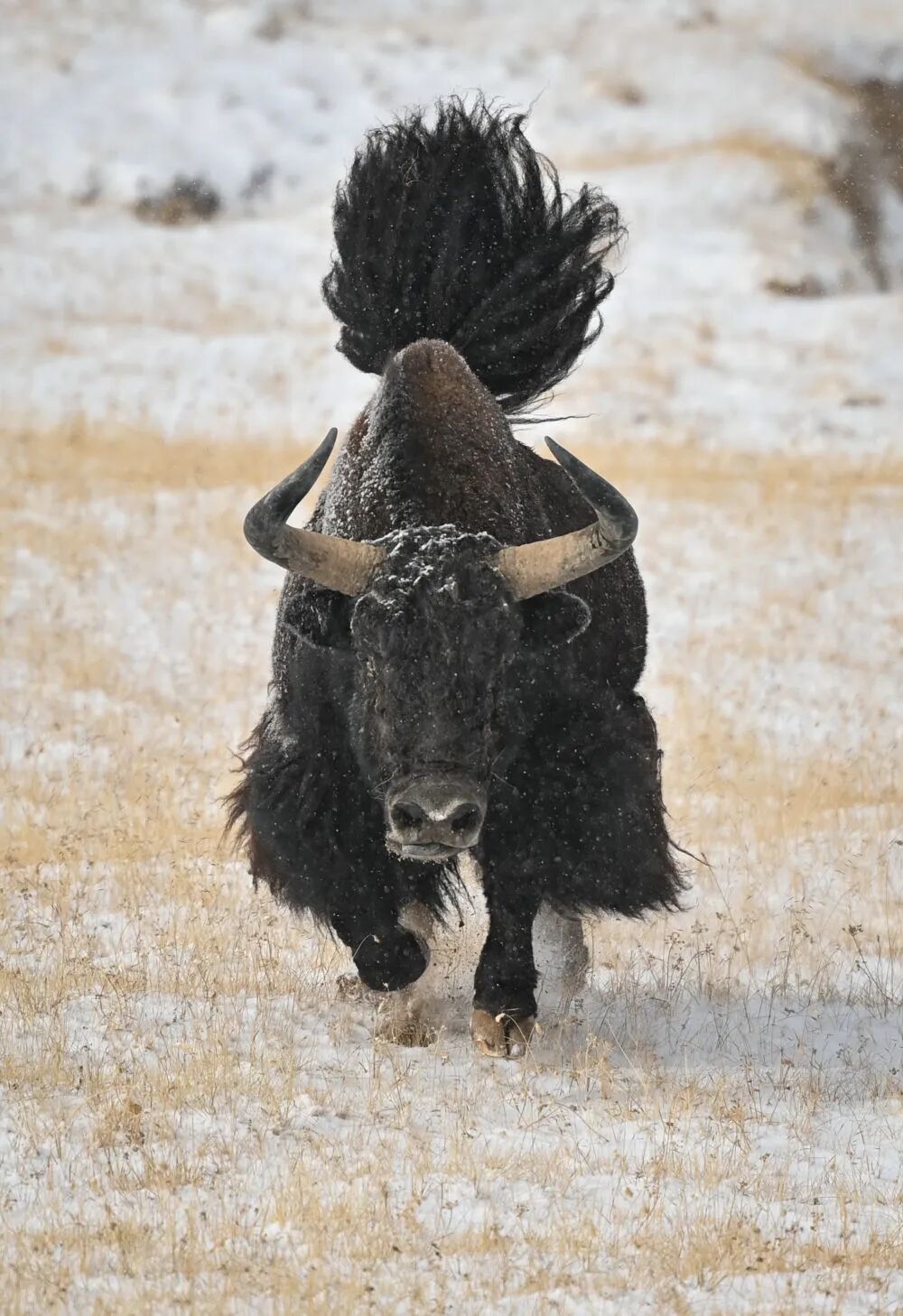 原始、纯净、壮美！阿尔金山的秋日“屏保” | 每日影像-小辉娱乐网