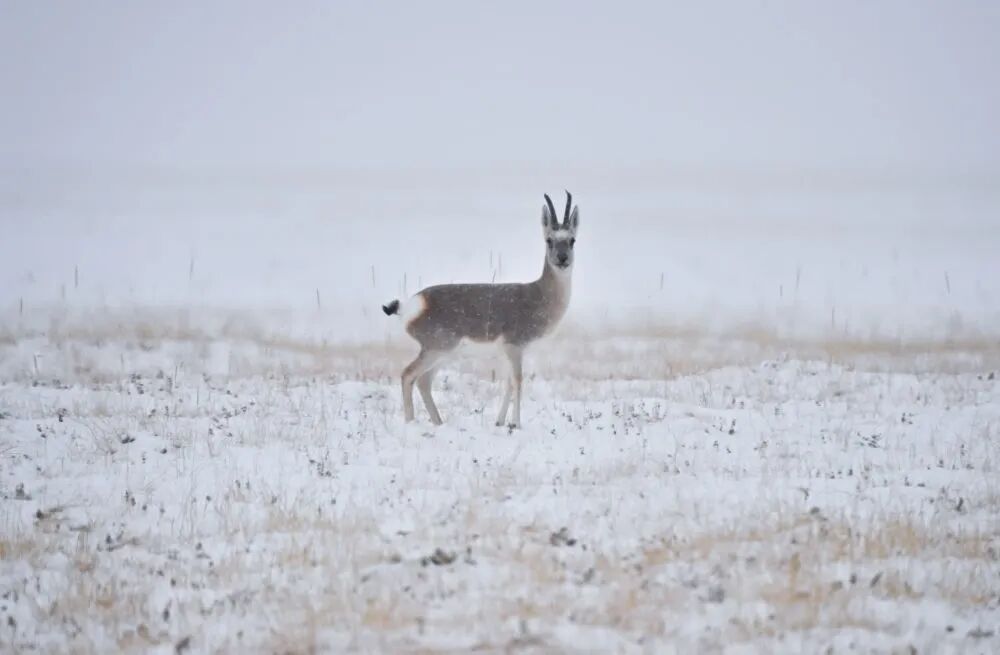 原始、纯净、壮美！阿尔金山的秋日“屏保” | 每日影像-小辉娱乐网