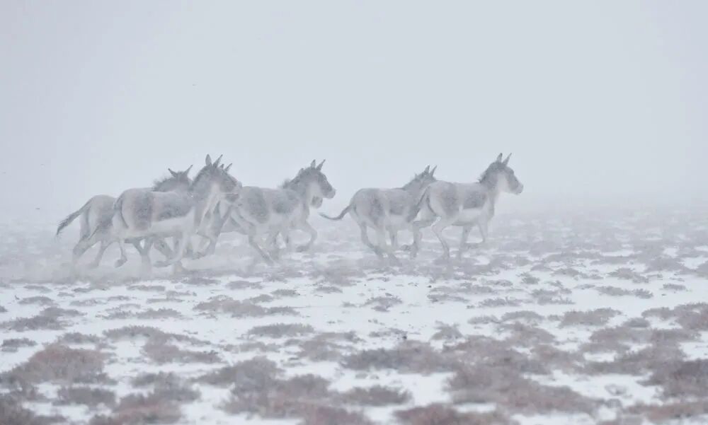 原始、纯净、壮美！阿尔金山的秋日“屏保” | 每日影像-小辉娱乐网