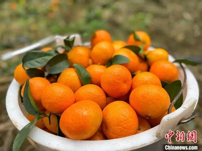 【特别提醒】正大量上市，亳州人都爱吃！医生紧急提醒-小辉娱乐网