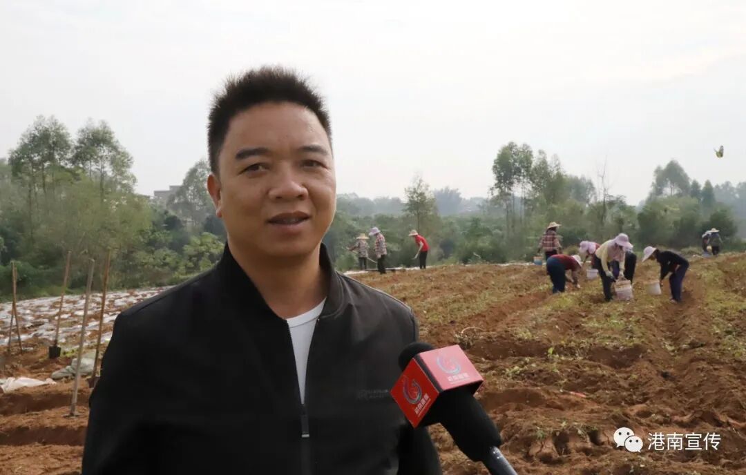 【乡村振兴】港南区桥圩镇：冬种有“薯”光，闲田焕生机-小辉娱乐网