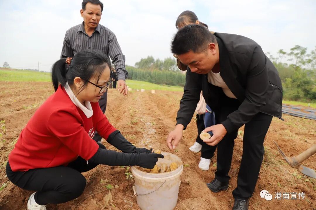 【乡村振兴】港南区桥圩镇：冬种有“薯”光，闲田焕生机-小辉娱乐网