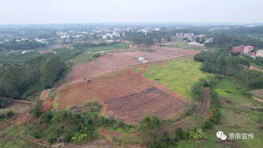 【乡村振兴】港南区桥圩镇：冬种有“薯”光，闲田焕生机-小辉娱乐网