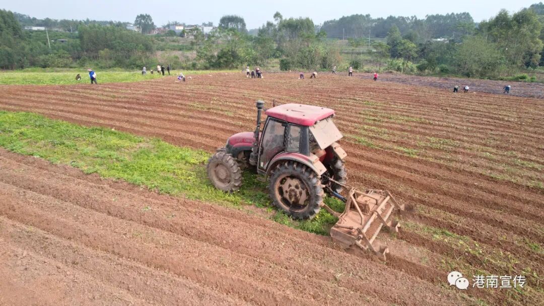 【乡村振兴】港南区桥圩镇：冬种有“薯”光，闲田焕生机-小辉娱乐网