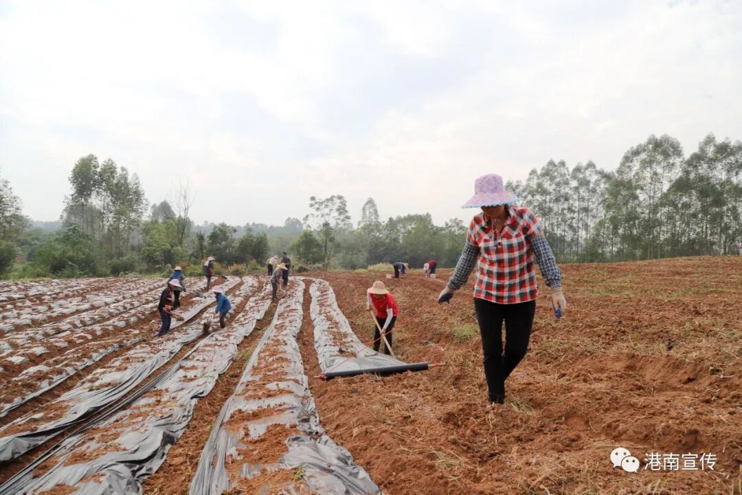 【乡村振兴】港南区桥圩镇：冬种有“薯”光，闲田焕生机-小辉娱乐网