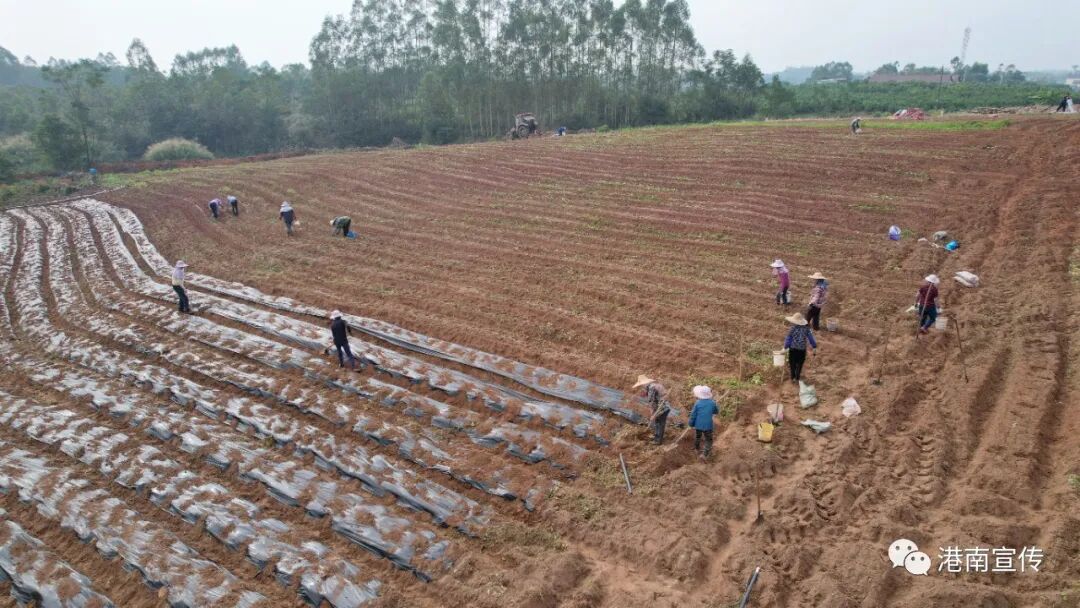 【乡村振兴】港南区桥圩镇：冬种有“薯”光，闲田焕生机-小辉娱乐网