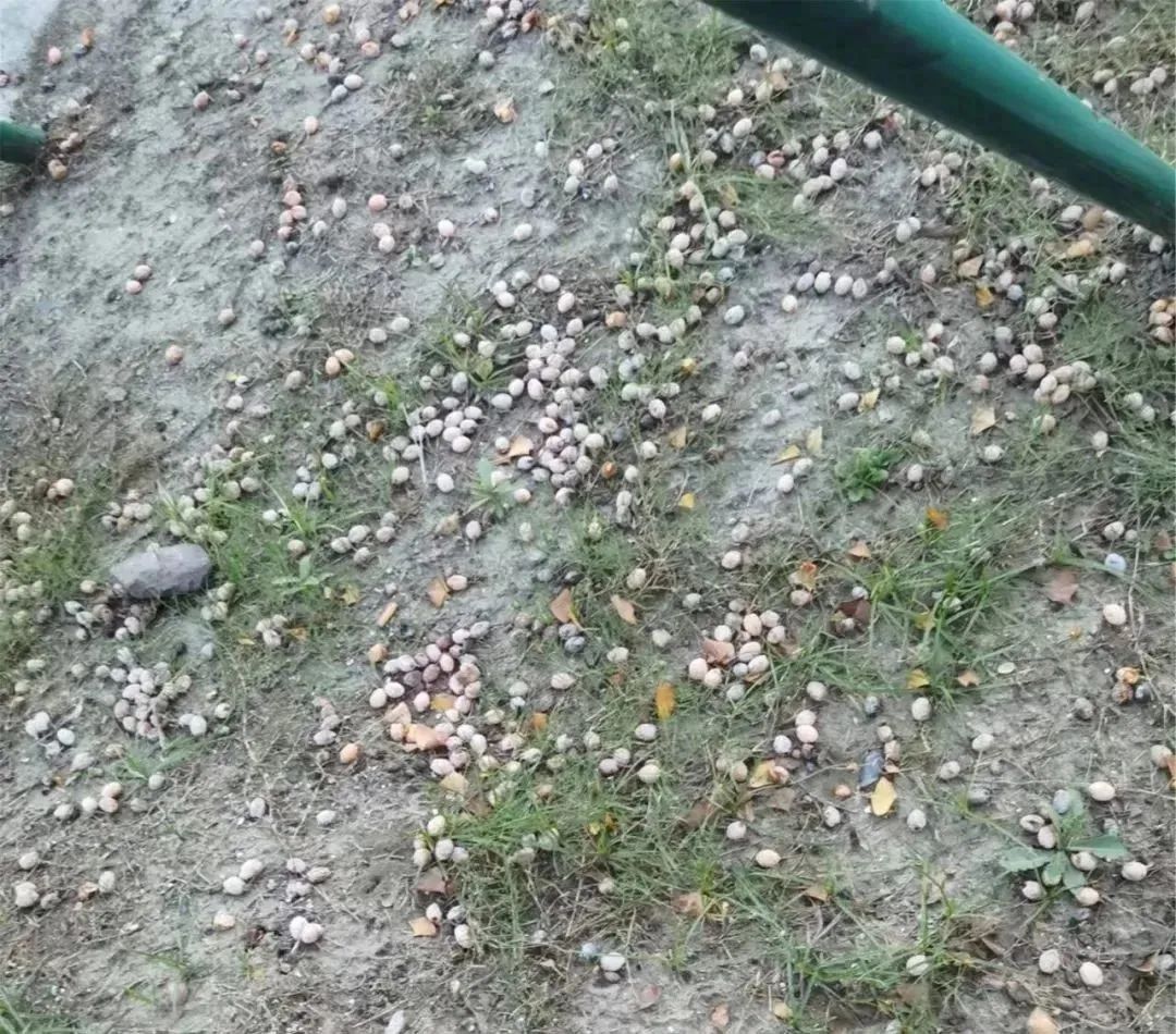 街头大量出现！千万别乱碰、乱吃！-小辉娱乐网