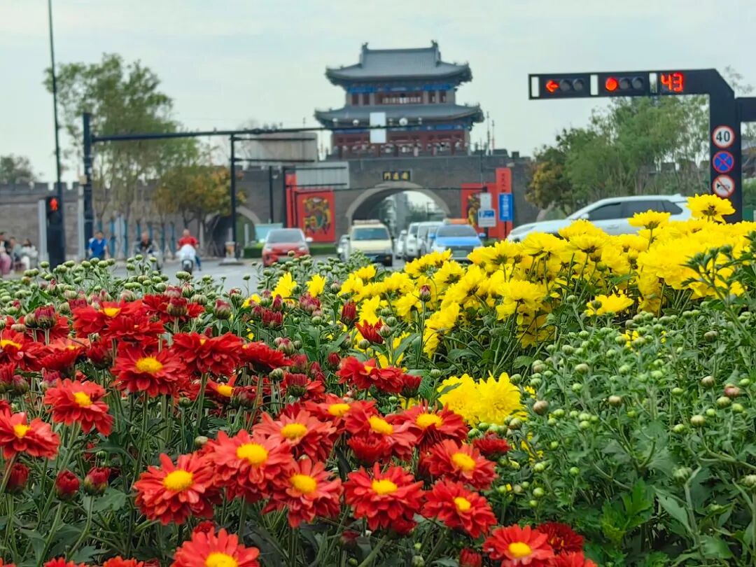 又到了赏菊时节！来开封，约吧-小辉娱乐网