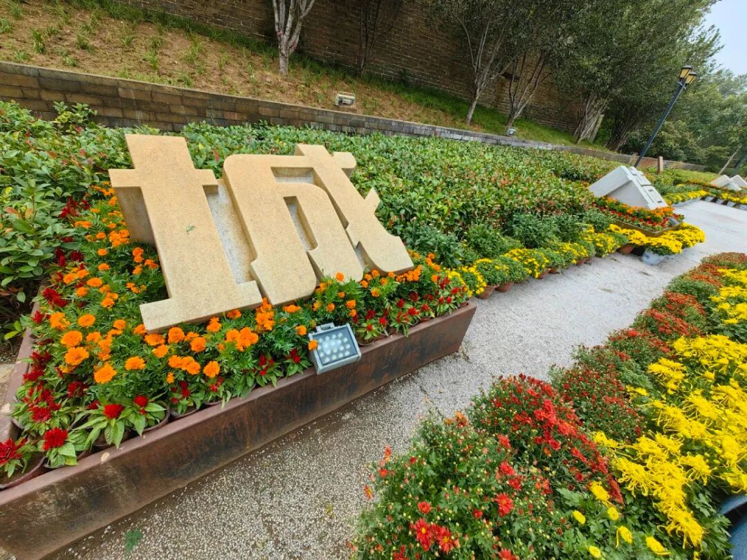 又到了赏菊时节！来开封，约吧-小辉娱乐网