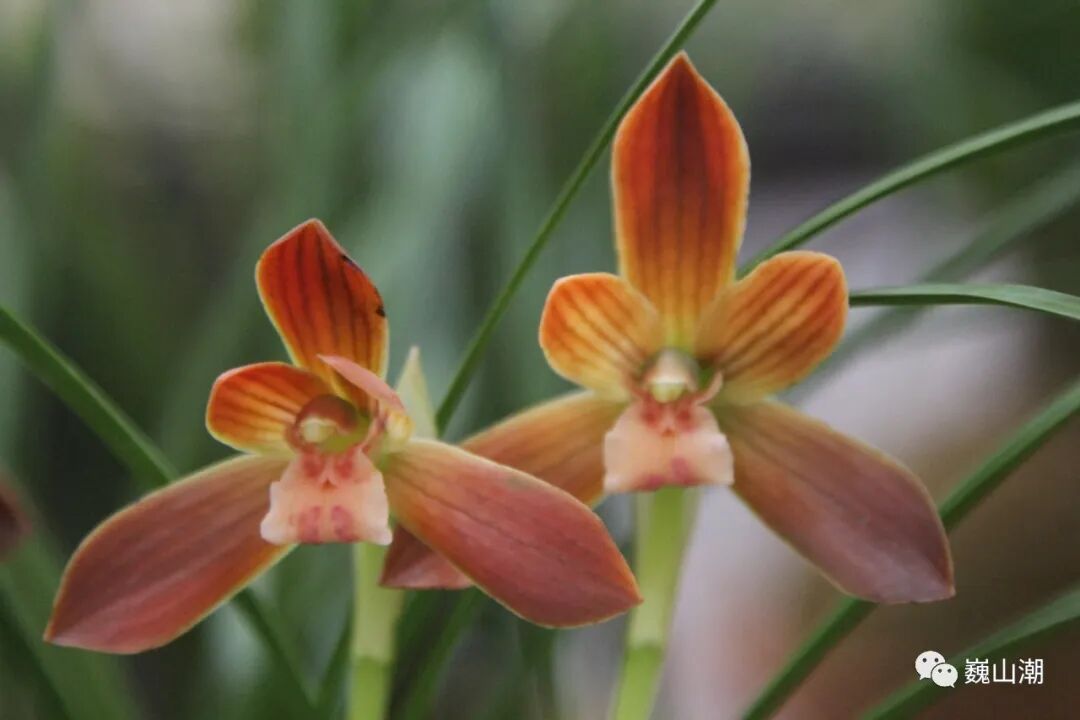 巍山花事专栏⑪兰幽香风远-小辉娱乐网