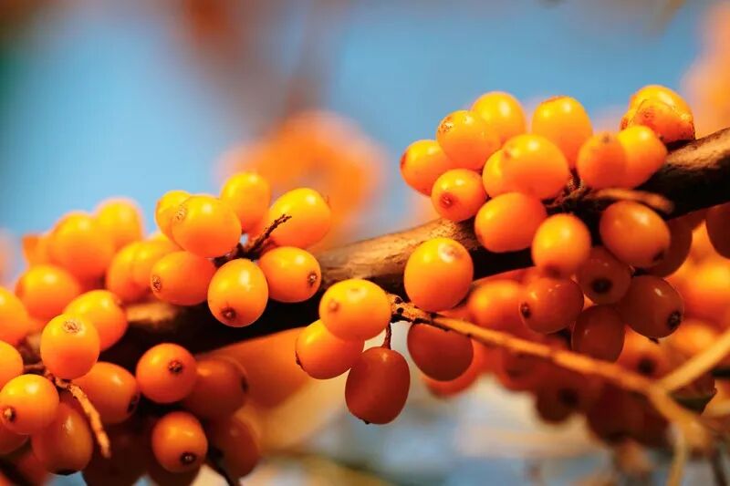 神果沙棘不能和什么一起吃？