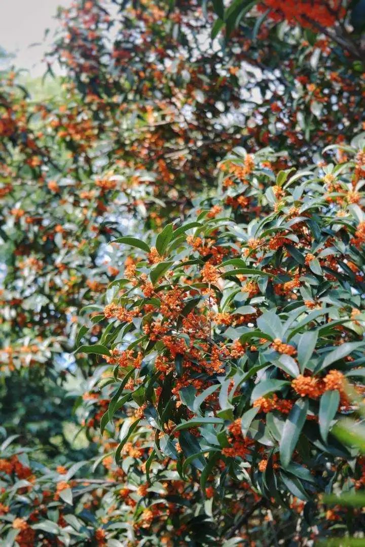 气温冲向30℃!又将“断崖式”下跌!这件事错过等明年-小辉娱乐网