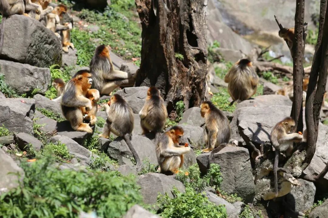 文旅胜地 康养之都——武都夯实文旅康养产业高质量发展“硬支撑”-小辉娱乐网