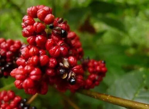 茱萸有吴茱萸,山茱萸和食茱萸之分,都是有名的中药.