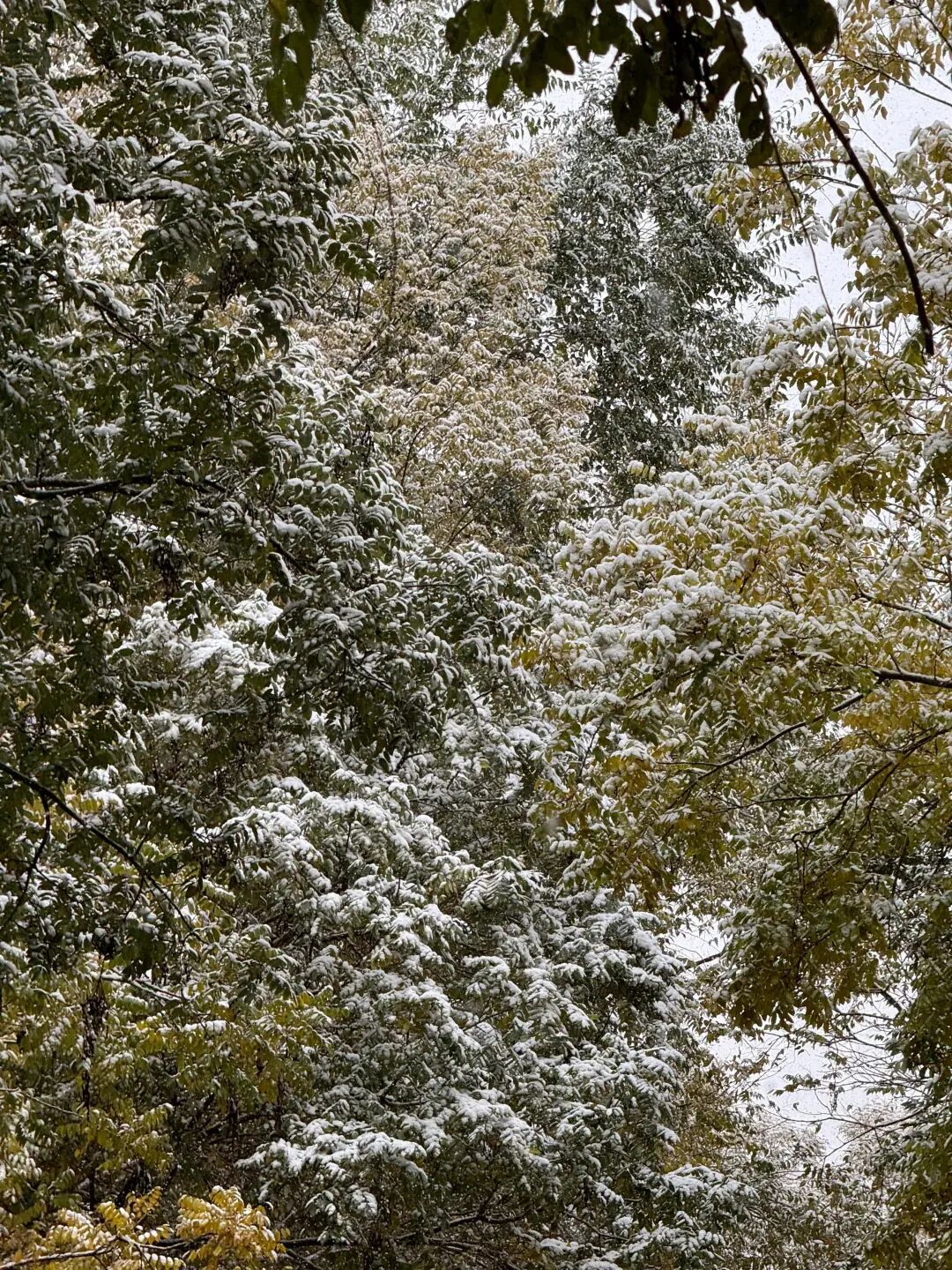 爱了 爱了！今天被兰州的雪“刷屏”了！-小辉娱乐网