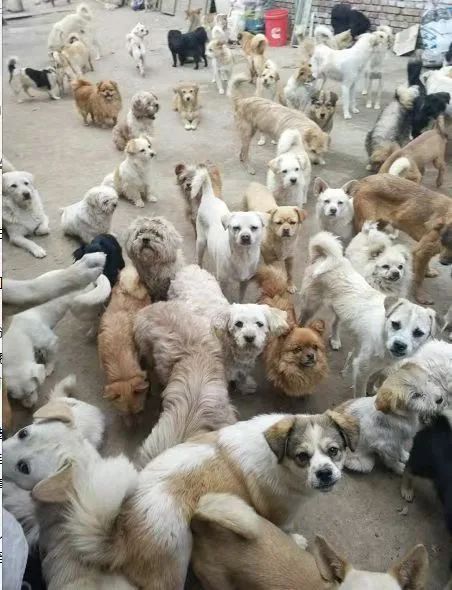救救这200多只毛孩子吧!60岁救助人被病痛缠身，狗狗们将温饱难继!