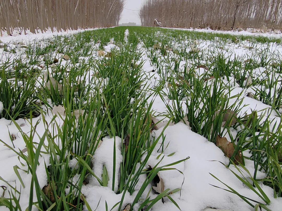 小布说天气 | 气温骤降 小麦如何御寒？专家为您支招-小辉娱乐网