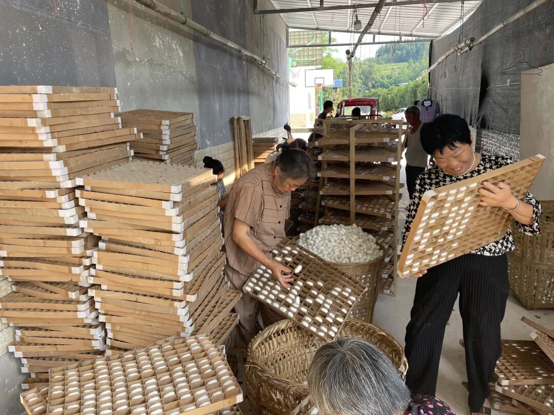 希望的田野丨安岳县鸳大镇舒桥村：种桑养蚕发展产业 小蚕桑“织”出致富路