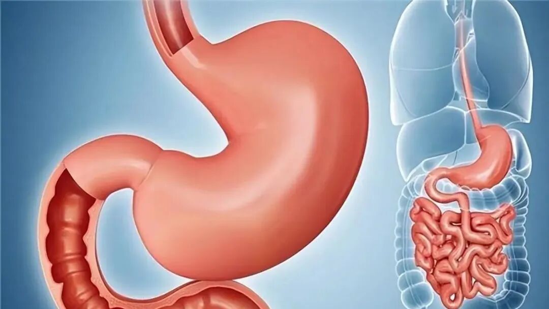 一个厉害的中成药，通过补阳治胃病，专克各种胃炎 胃痛 胃胀老胃病