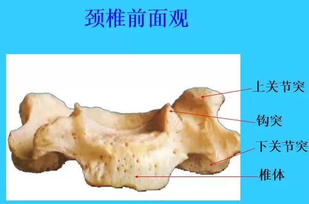 (3)utac---即unco,transero,articularcomplex称钩突,横突,关节突复合