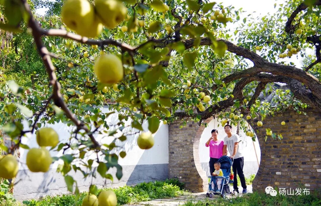 官宣 |第28届中国•砀山采梨节定于9月8日—10月31日隆重举行！-小辉娱乐网