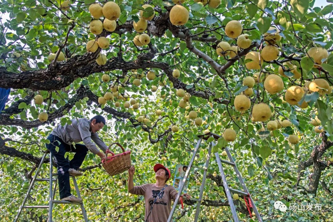 官宣 |第28届中国•砀山采梨节定于9月8日—10月31日隆重举行!-小辉娱乐网