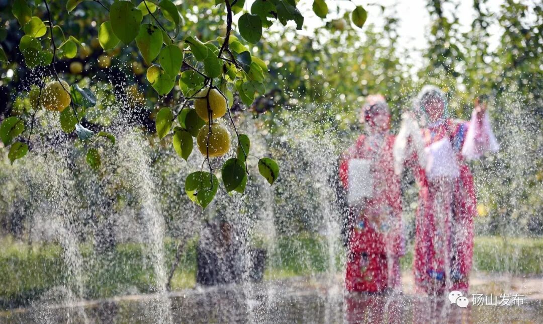 官宣 |第28届中国•砀山采梨节定于9月8日—10月31日隆重举行！-小辉娱乐网