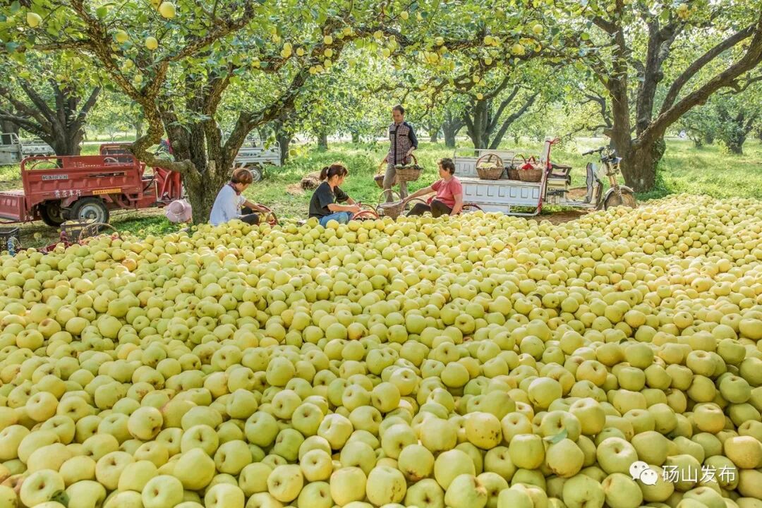 官宣 |第28届中国•砀山采梨节定于9月8日—10月31日隆重举行!-小辉娱乐网