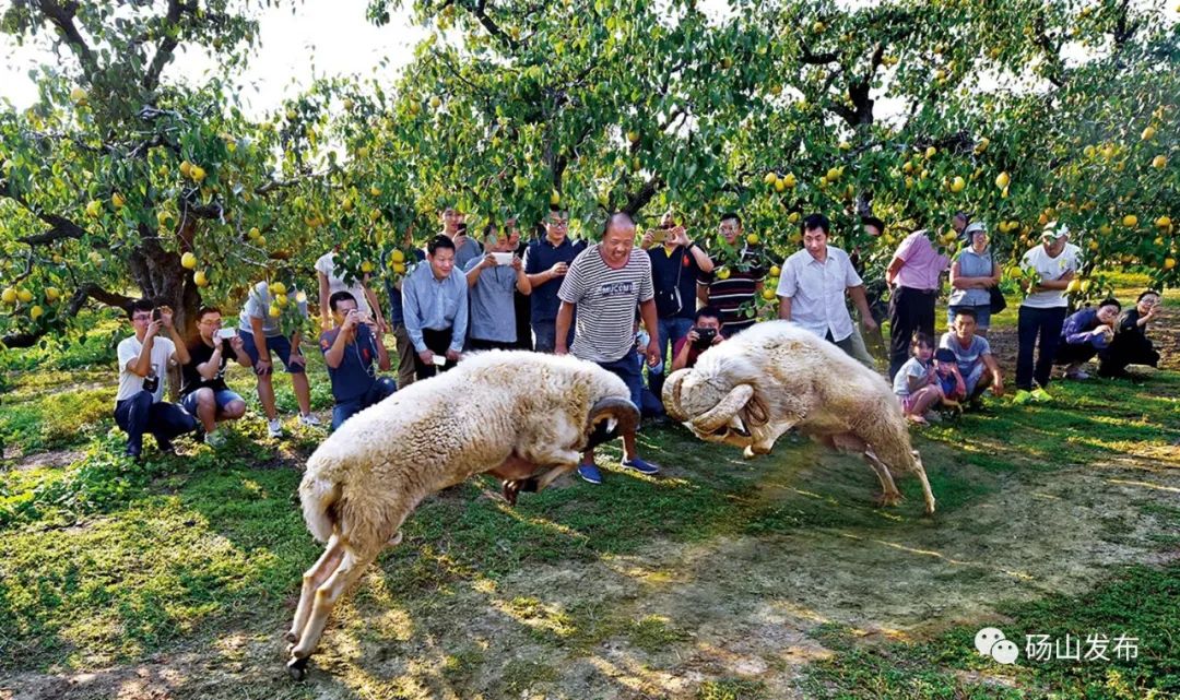 官宣 |第28届中国•砀山采梨节定于9月8日—10月31日隆重举行！-小辉娱乐网
