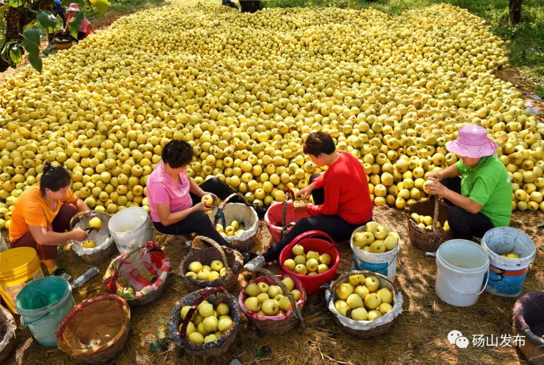 官宣 |第28届中国•砀山采梨节定于9月8日—10月31日隆重举行!-小辉娱乐网