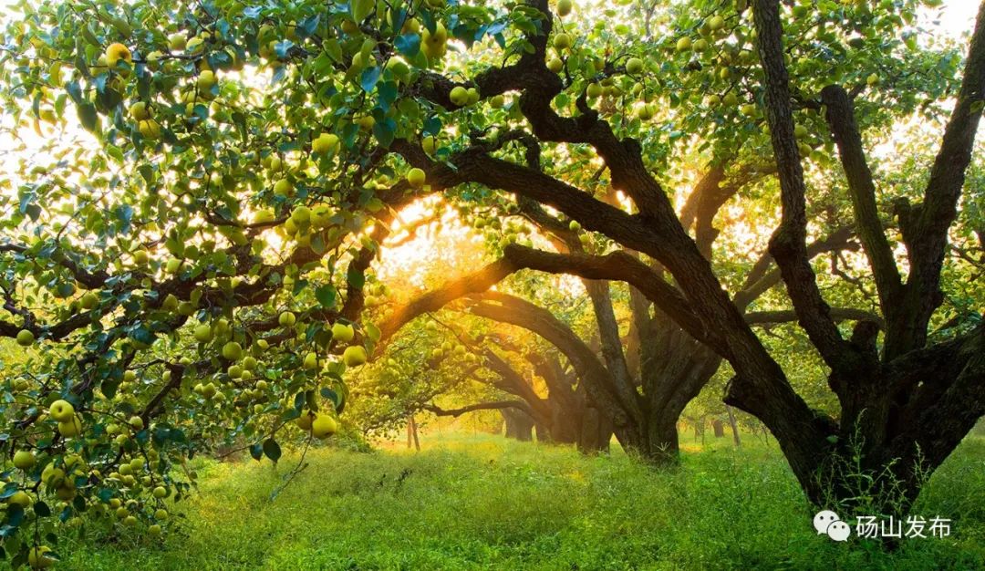 官宣 |第28届中国•砀山采梨节定于9月8日—10月31日隆重举行！-小辉娱乐网