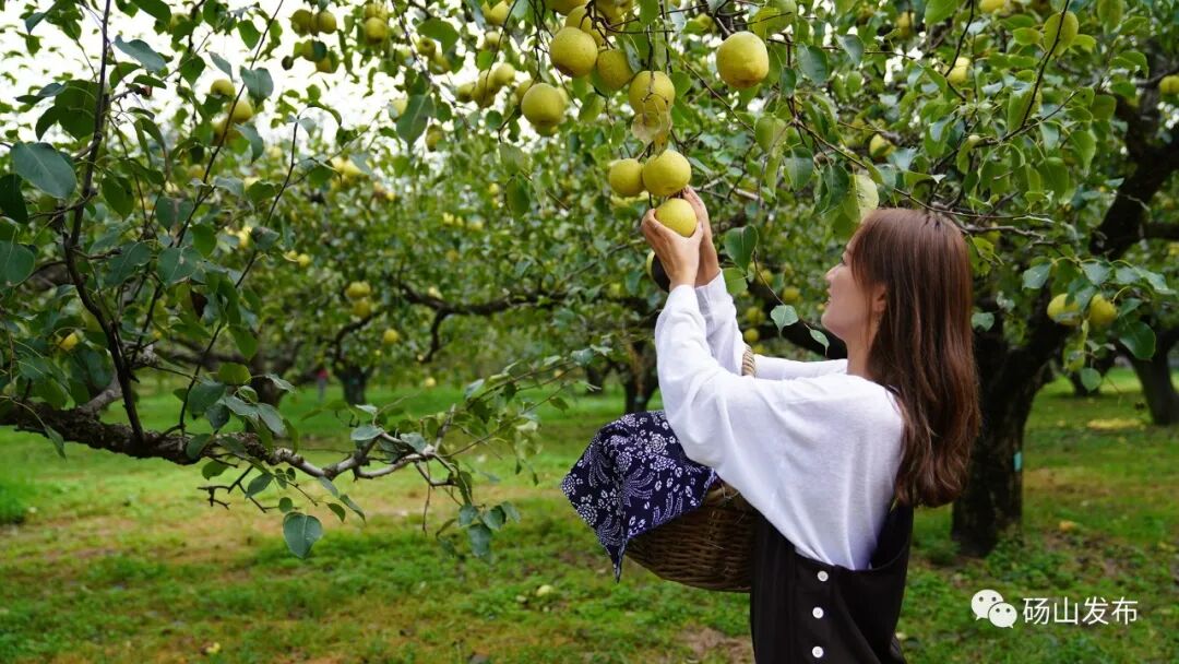 官宣 |第28届中国•砀山采梨节定于9月8日—10月31日隆重举行！-小辉娱乐网