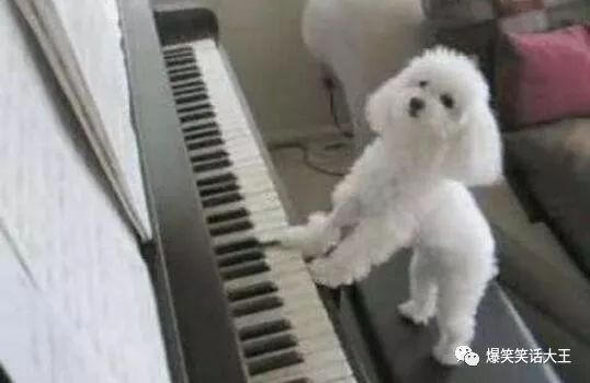 笑话：练了一晚上钢琴，终于学会了……