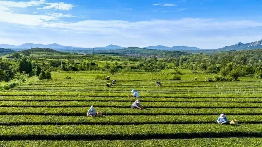 骄傲！！咱岚山乡村越来越好了！！-小辉娱乐网