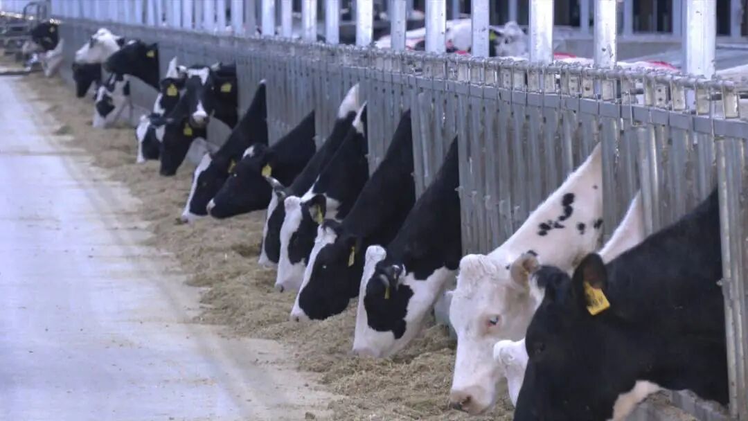 骄傲！！咱岚山乡村越来越好了！！-小辉娱乐网