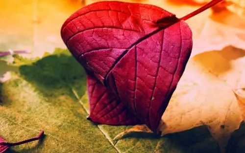 生命的神医从来不是别人，而是你自己。-小辉娱乐网