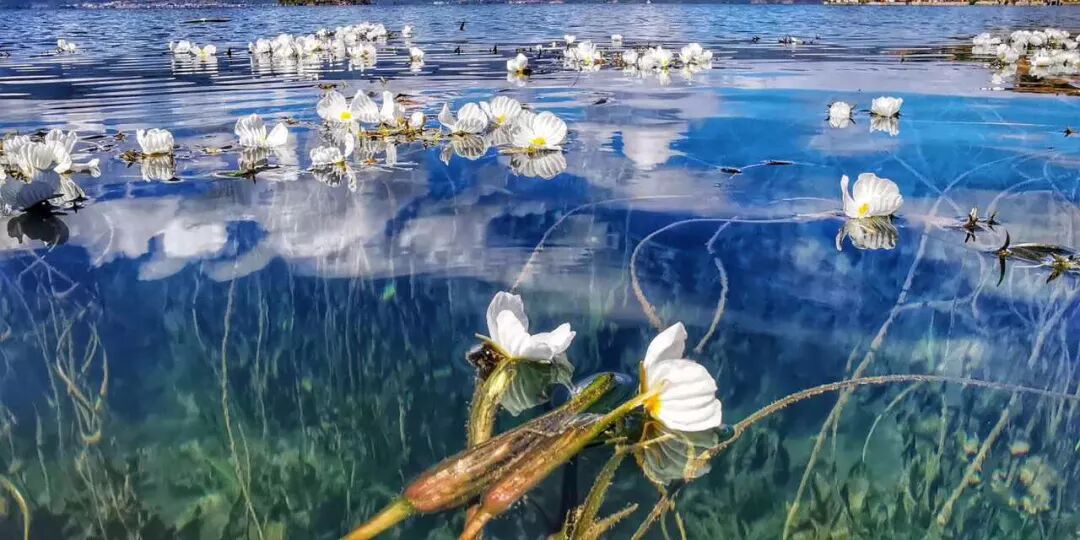 泸沽湖的水性杨花火了又浪又仙关键是太好吃了
