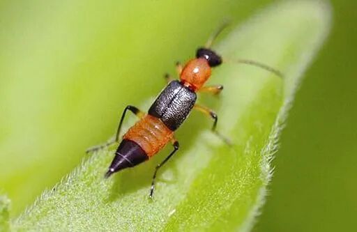 心惊广东有人被虫咬后确诊新冠真相竟是