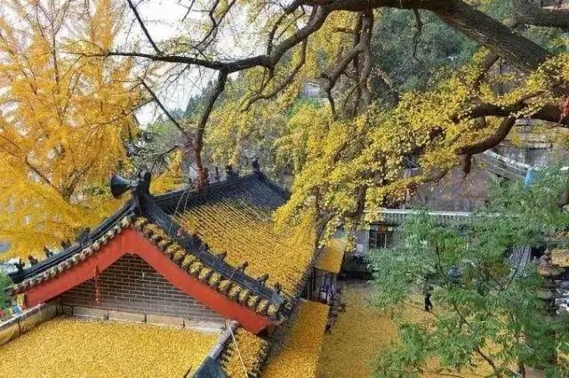 费县有一种美，叫满城尽带黄金甲-小辉娱乐网