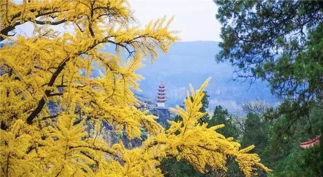 费县有一种美，叫满城尽带黄金甲-小辉娱乐网