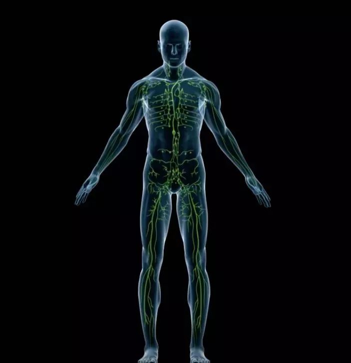 身体整个能量供应的四分之一,哪怕大脑仅仅占据了人体重量的百分之二