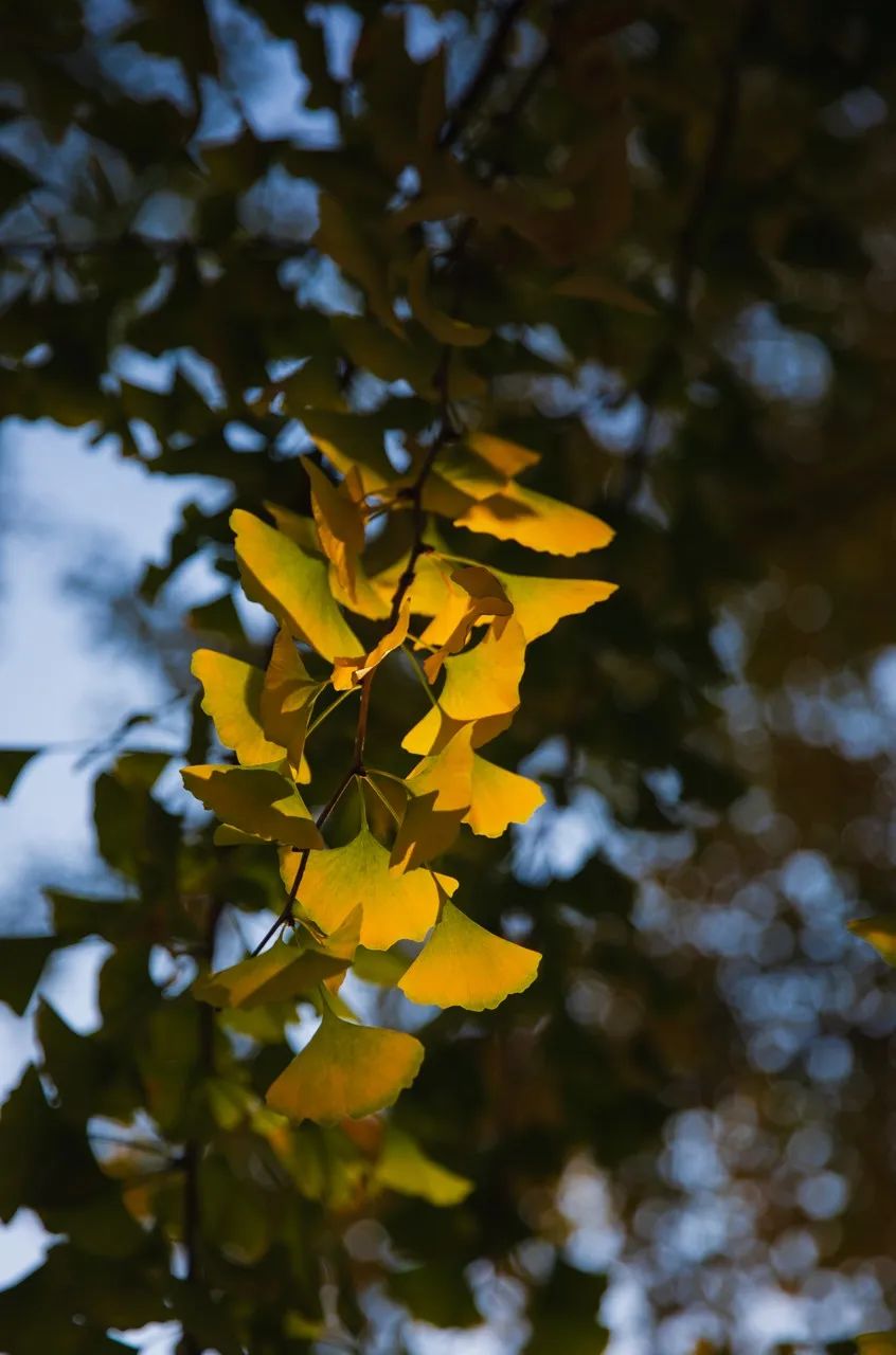 来打卡！别错过这些赏秋好去处！-小辉娱乐网