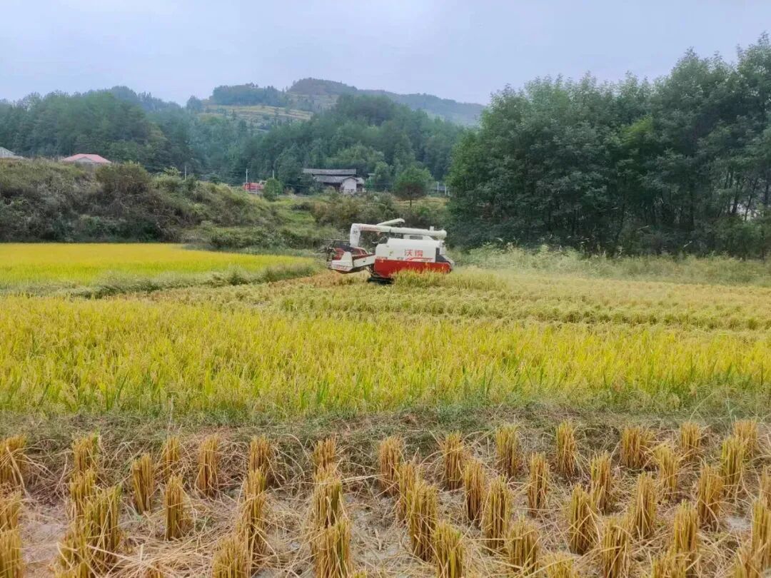 闵孝人大：谋新“机”蹚出“强村富民”经济路-小辉娱乐网